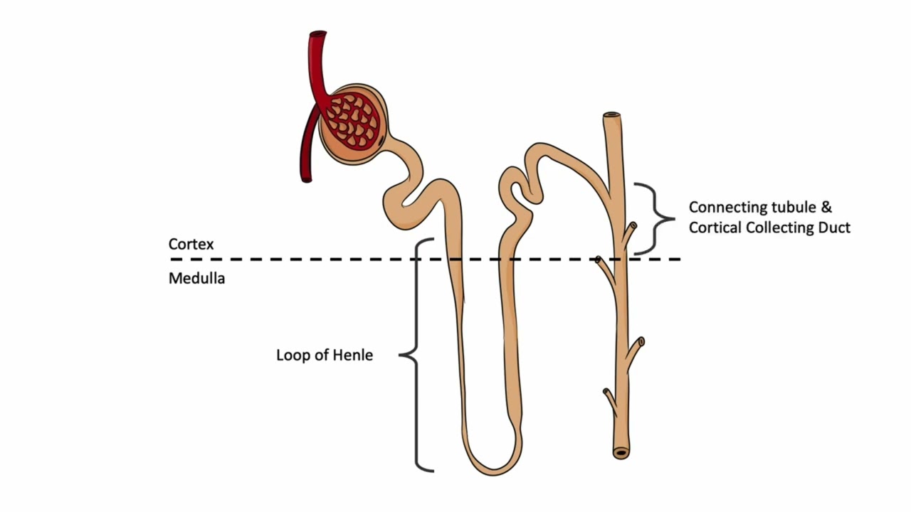 Nephron Microanatomy