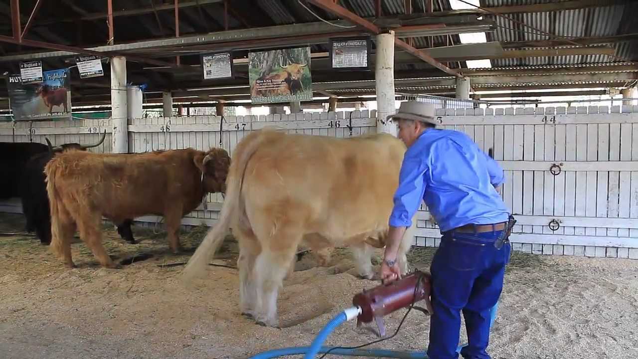 Preparing Highland Cattle for the Show ring at the Bathurst Royal Show 2012