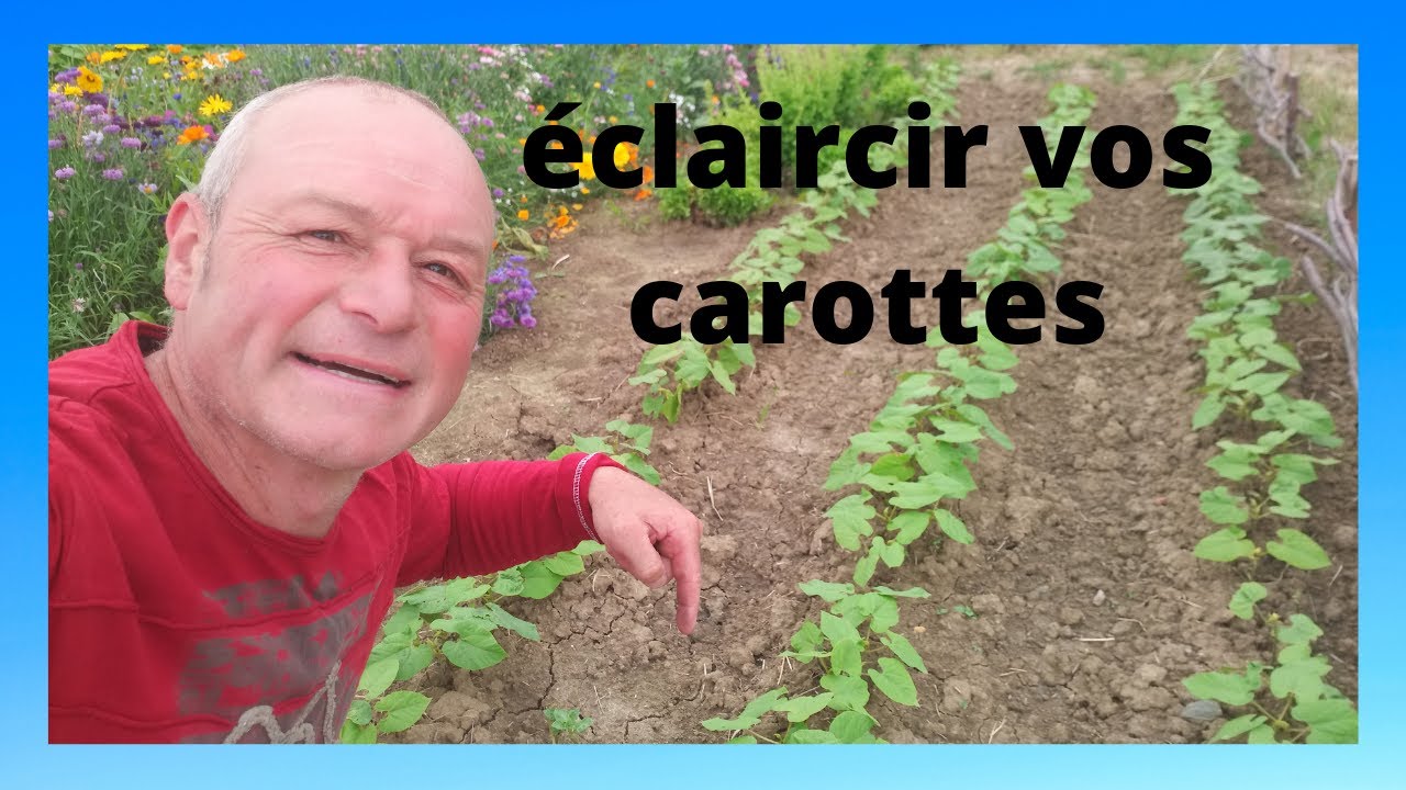 comment éclaircir vos carottes ?