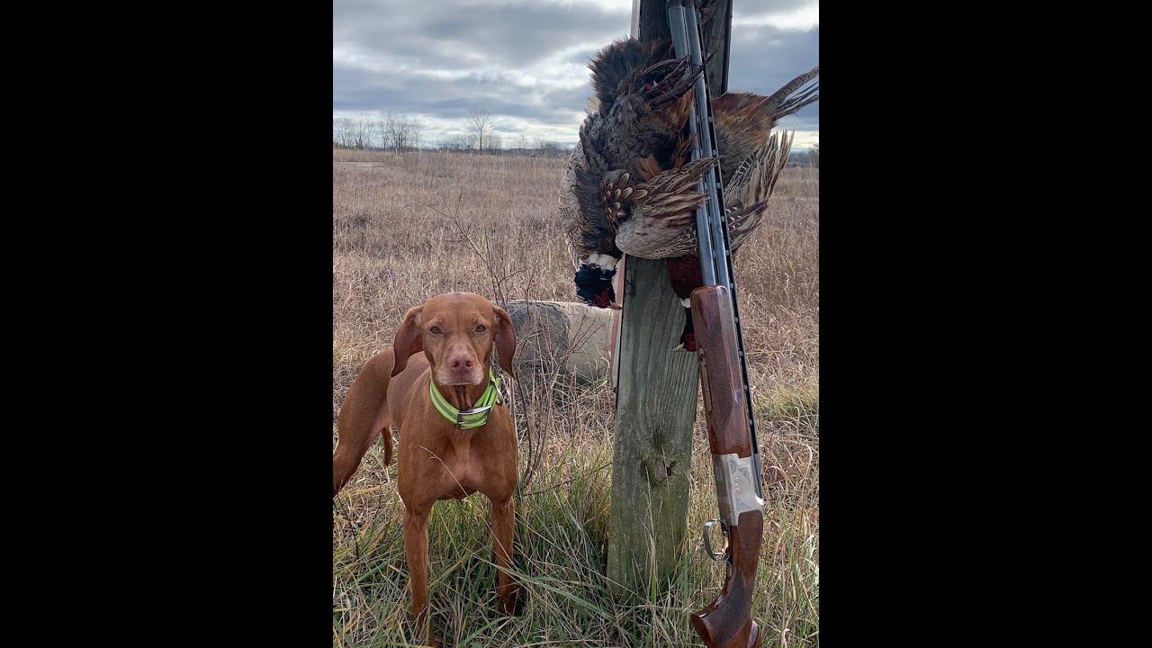 GoPro your Pheasant Hunting with Penny the Vizsla