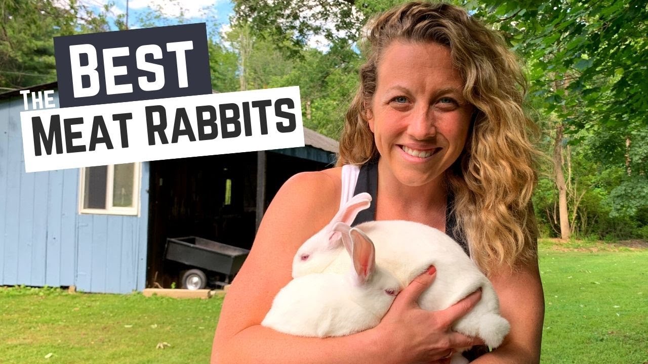 What Are The Best Meat Rabbit Breeds to Add to Your Homestead?