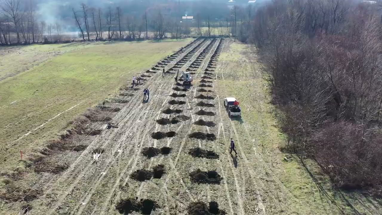Mbjellja e arrave në Vlashnje - 04 shkurt 2024