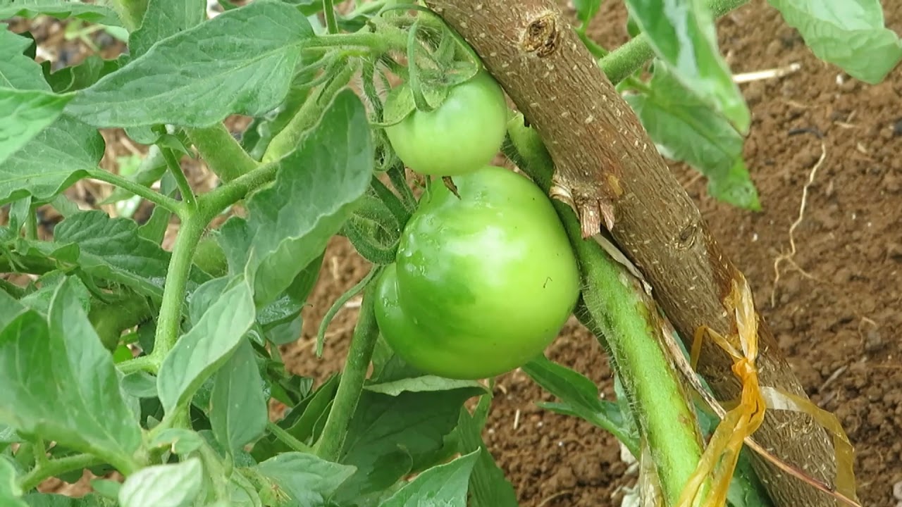 Petit jardin créole made in Martinique