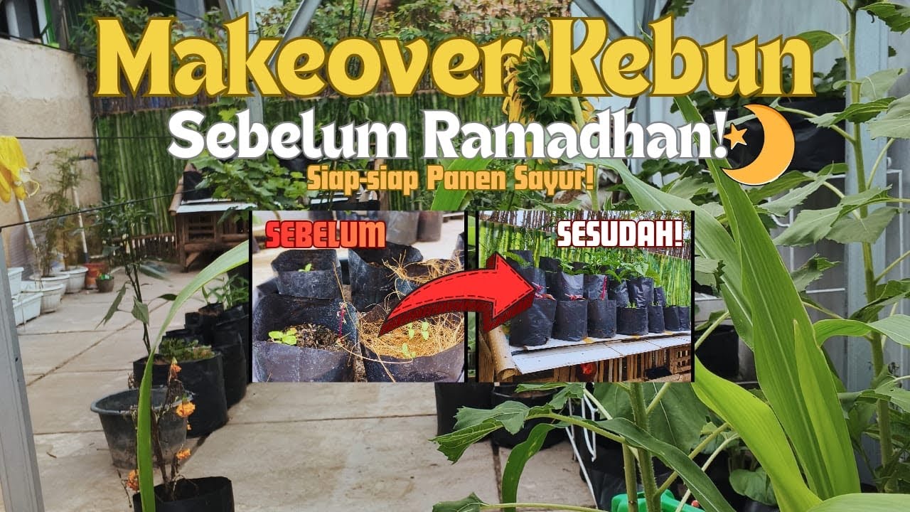 Persiapan Kebun Sebelum Ramadhan | Make Over Sedikit & Pindah Tanam