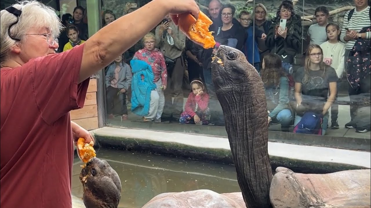 Dýňové hody u želvích obrů 🐢aneb Rychle než vám to Eberhard všechno sní (N. Velenská, N. Dostálková)