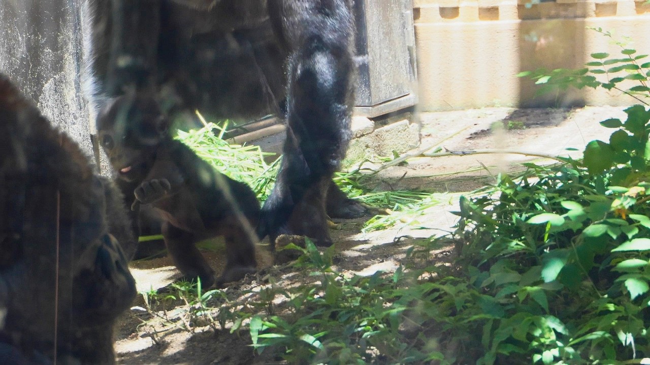 Baby Gorilla Santaro Runs to Dad Momotaro&mdash;But Mom Stops Him | Kyoto City Zoo, Japan