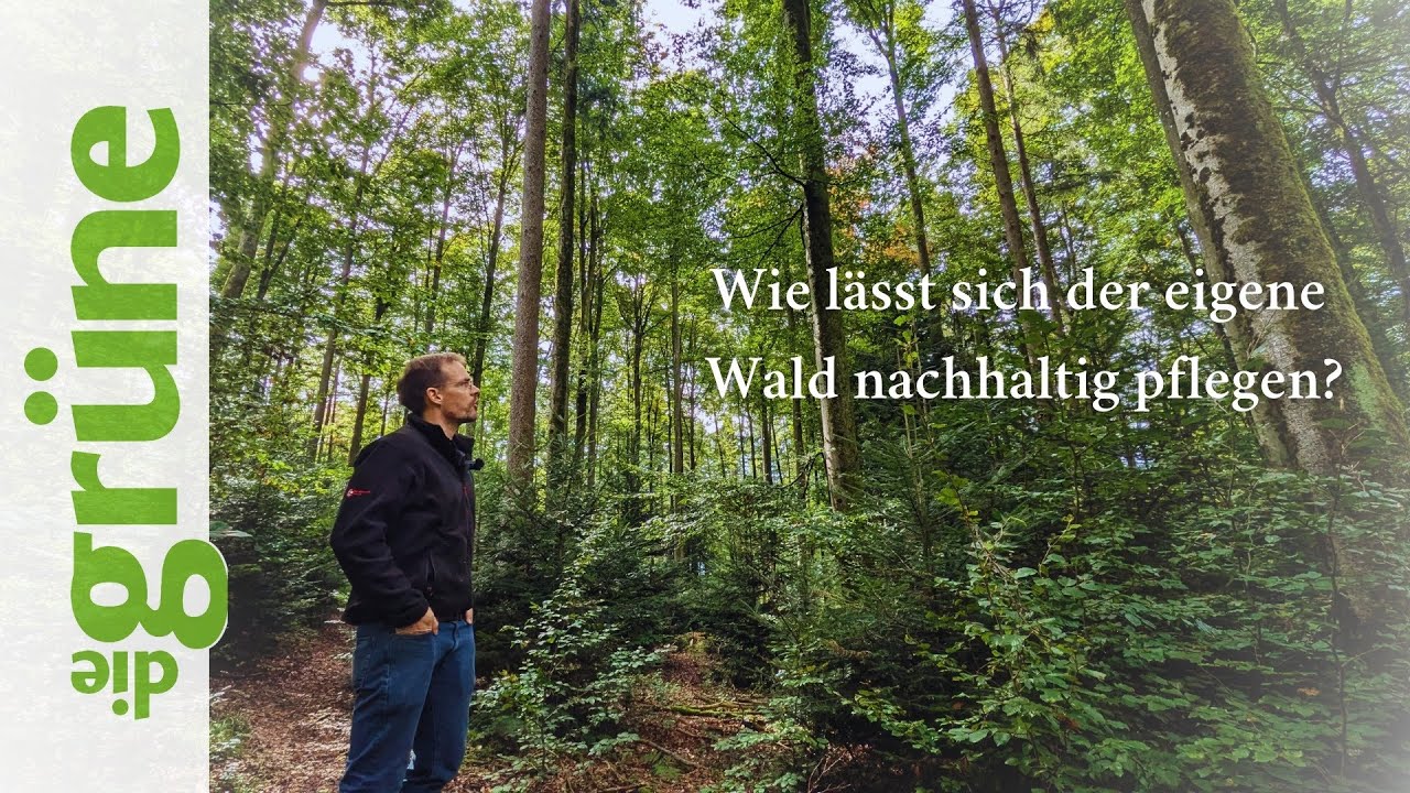 Waldpflege: Tipps f&uuml;r Privatwaldbesitzer &ndash; Naturverj&uuml;ngung & Holzproduktion