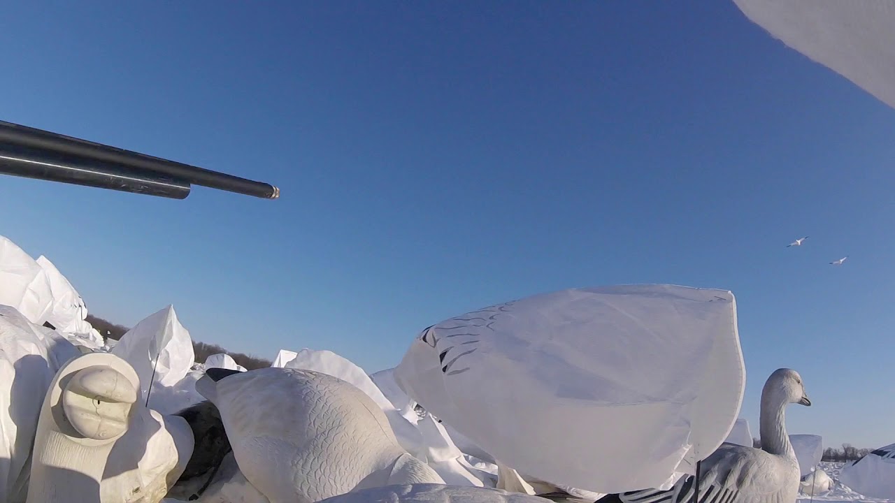 2018 Snow Goose Hunt