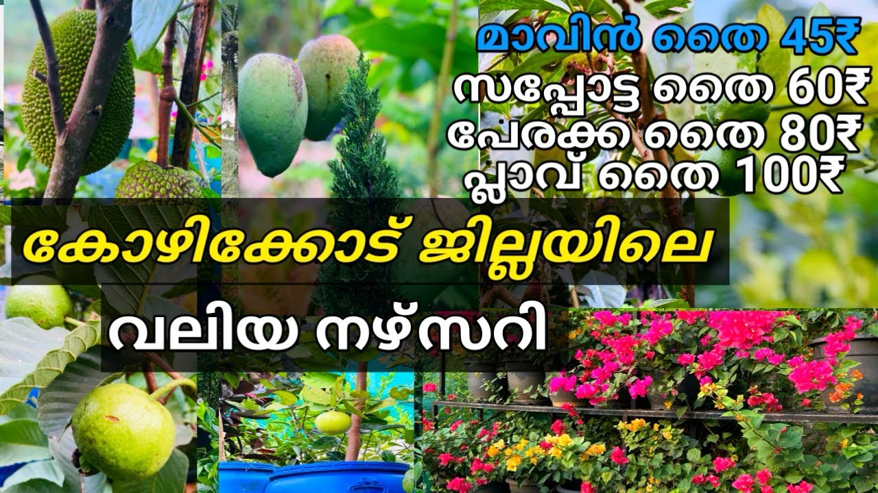 തൈകൾ വൻ വിലക്കുറവിൽ |fruits plants|fruit plants in malayalam|plant nursery|kerala