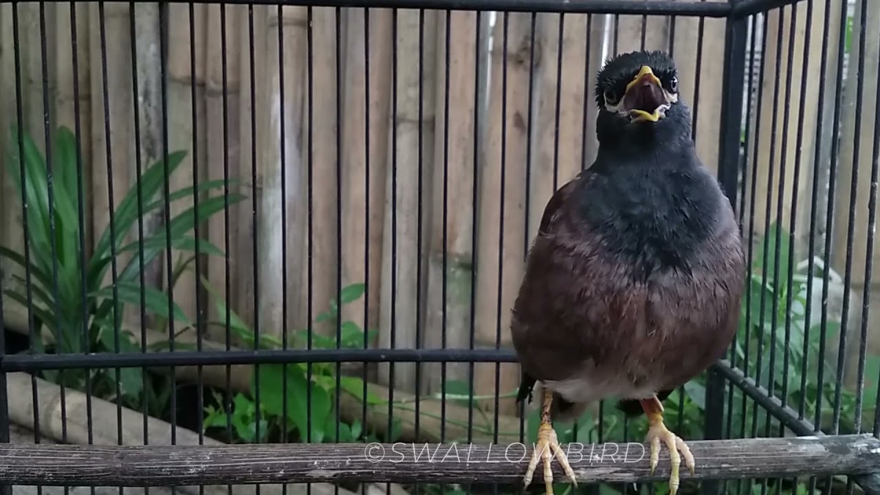 1 Hours Common myna bird song | Indian maina sound | mynah singing #SwallowBird
