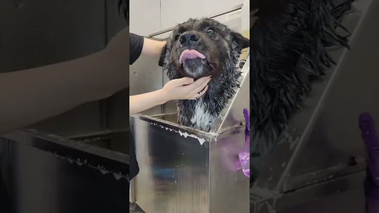 Giant Akita dog salsa dances for the blow dryer