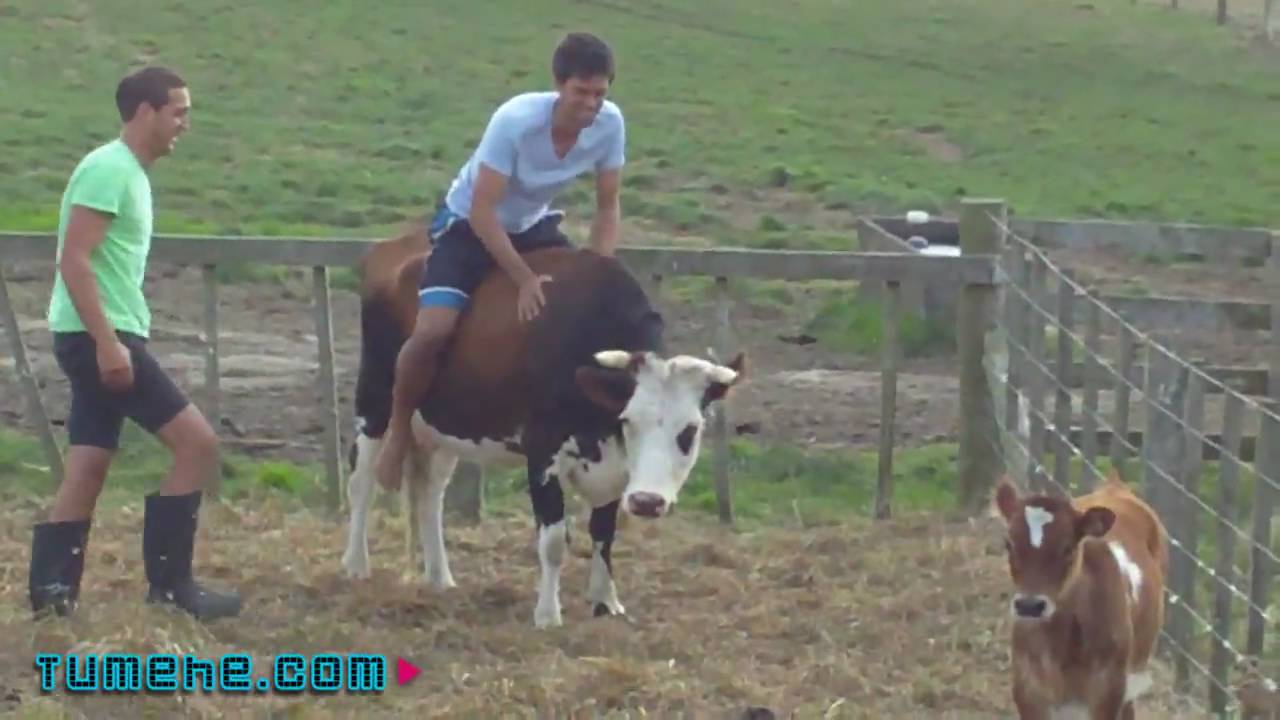 Wild Bull Riding