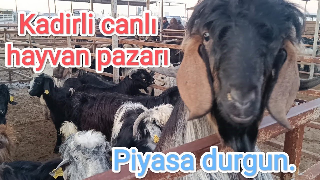 19 Aralık Perşembe Kadirli canlı hayvan pazarı.. Piyasa durgun..