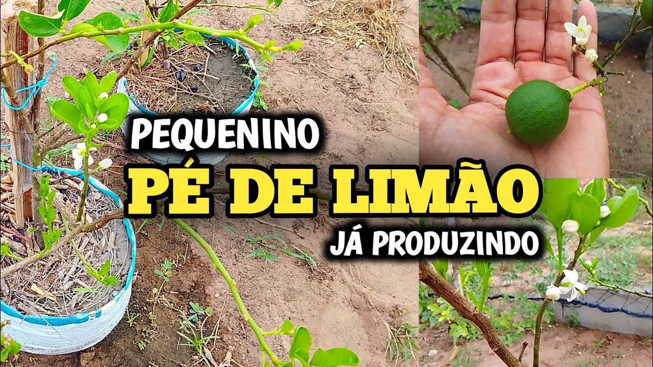 Nunca Imaginei Que fosse Tão Fácil Fazer Alporquia de Limão / produz baixinho!