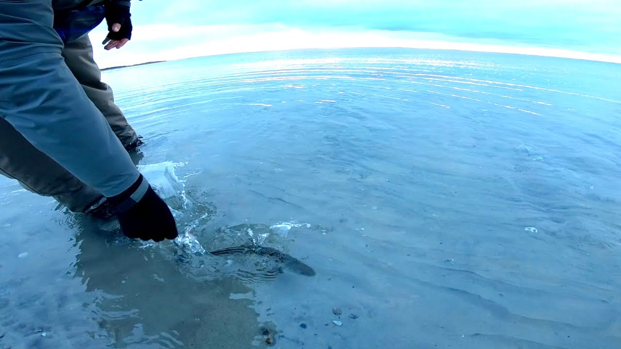 VINTERFISKE efter HAVSÖRING - Upphängare, lågt vatten & nordan