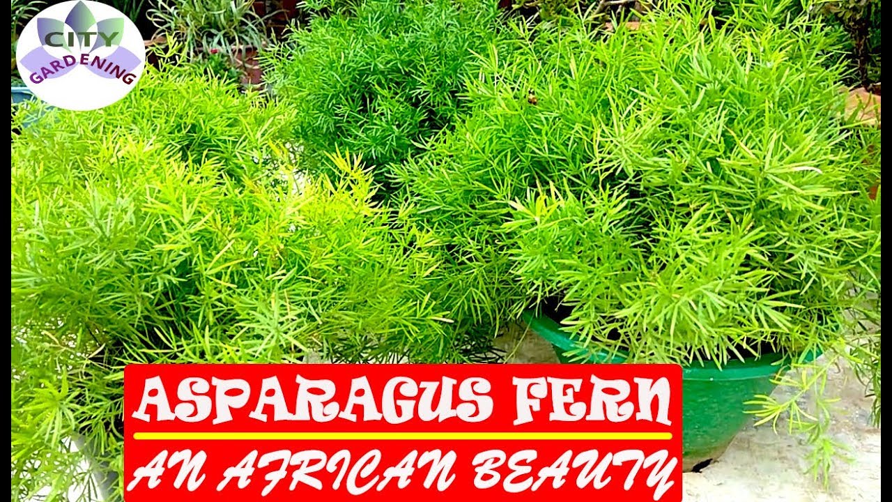 Grow and care guide for ASPARAGUS FERN; an African beauty