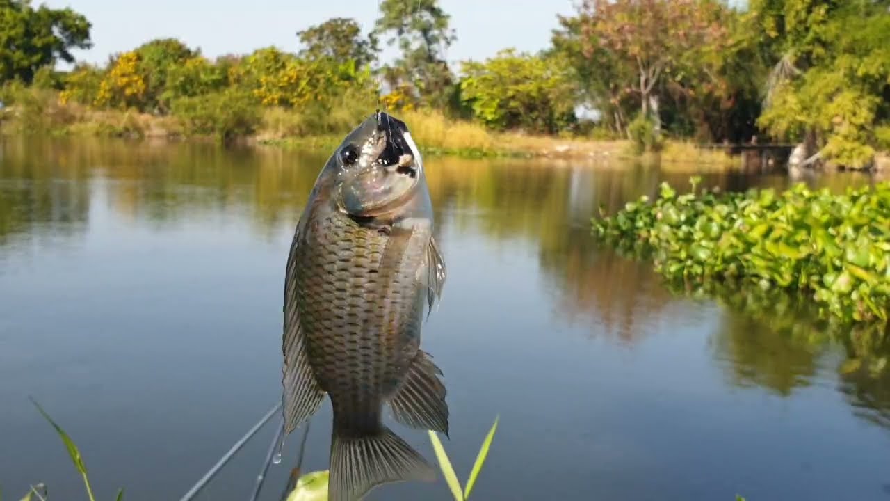 Ep42 หมายเก่าคลองใหม่บางปู‼️