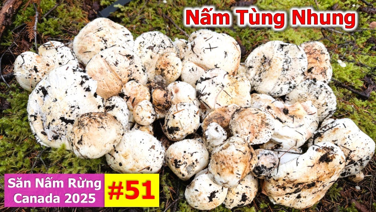 Trúng Mánh Ổ Nấm Tùng Nhung Khủng Trên 30 Hái Mê Quên Về  🇨🇦2226》 Matsutake | Pine Mushrooms