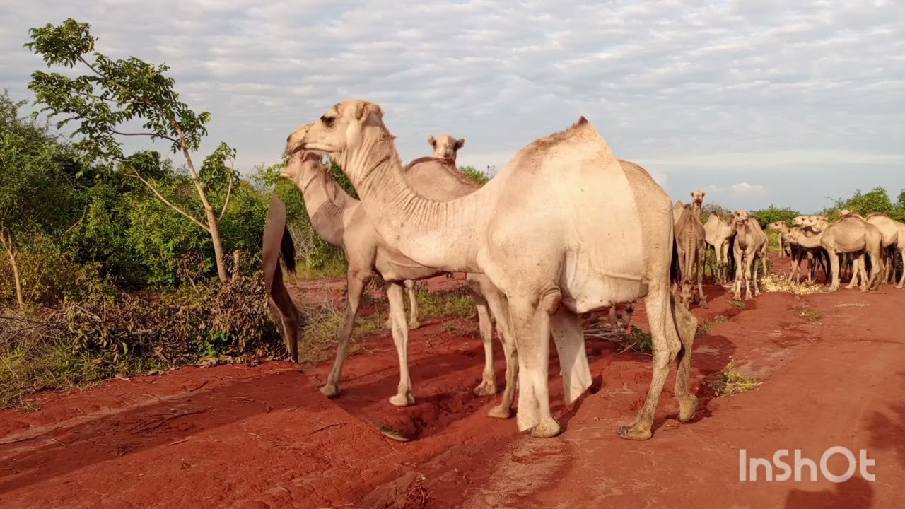 Why you should drink camel milk before you are 40 years