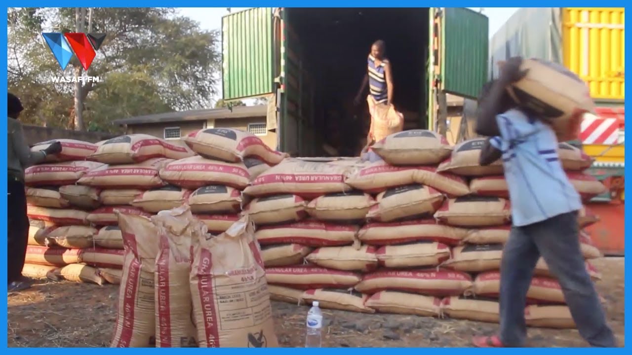 MIFUKO ZAIDI YA 400 YA MBOLEA YA RUZUKU YAKAMATWA ILEJE IKITOROSHWA KWENDA NCHI YA MALAWI