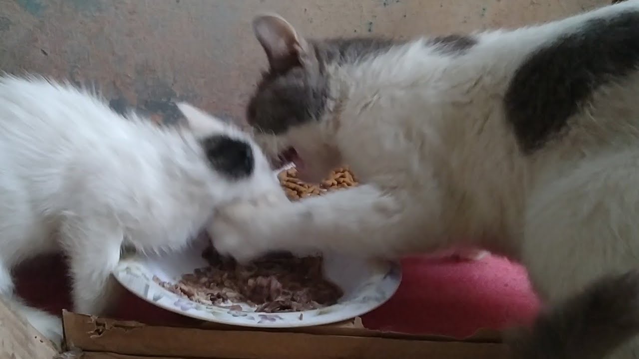 Abandon Mother Cat Is Attacking On Her Kittens May Be She Is Pregnant Again