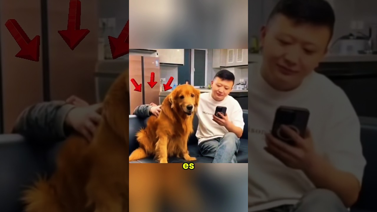 Este perro le hacen una broma, y su reacci&oacute;n fue &eacute;pica #shorts #perros