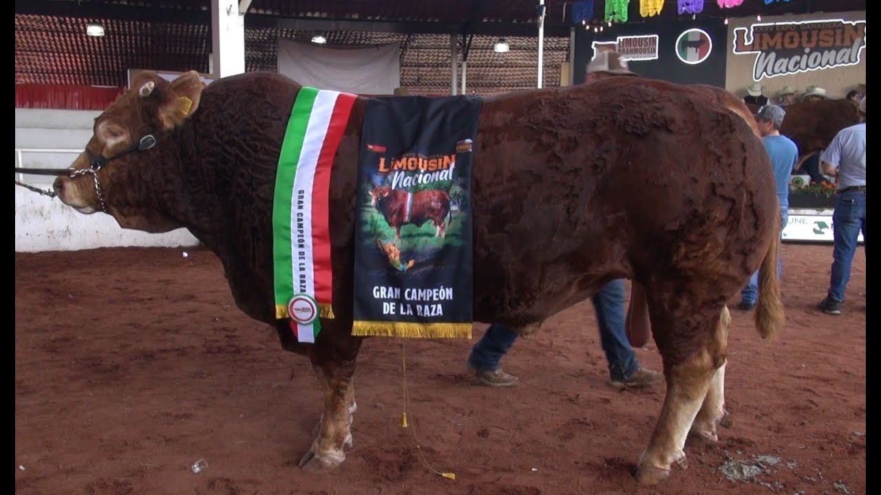 P364 Expo Jalisco: Ganadores Bovinos Limousin y Brangus.