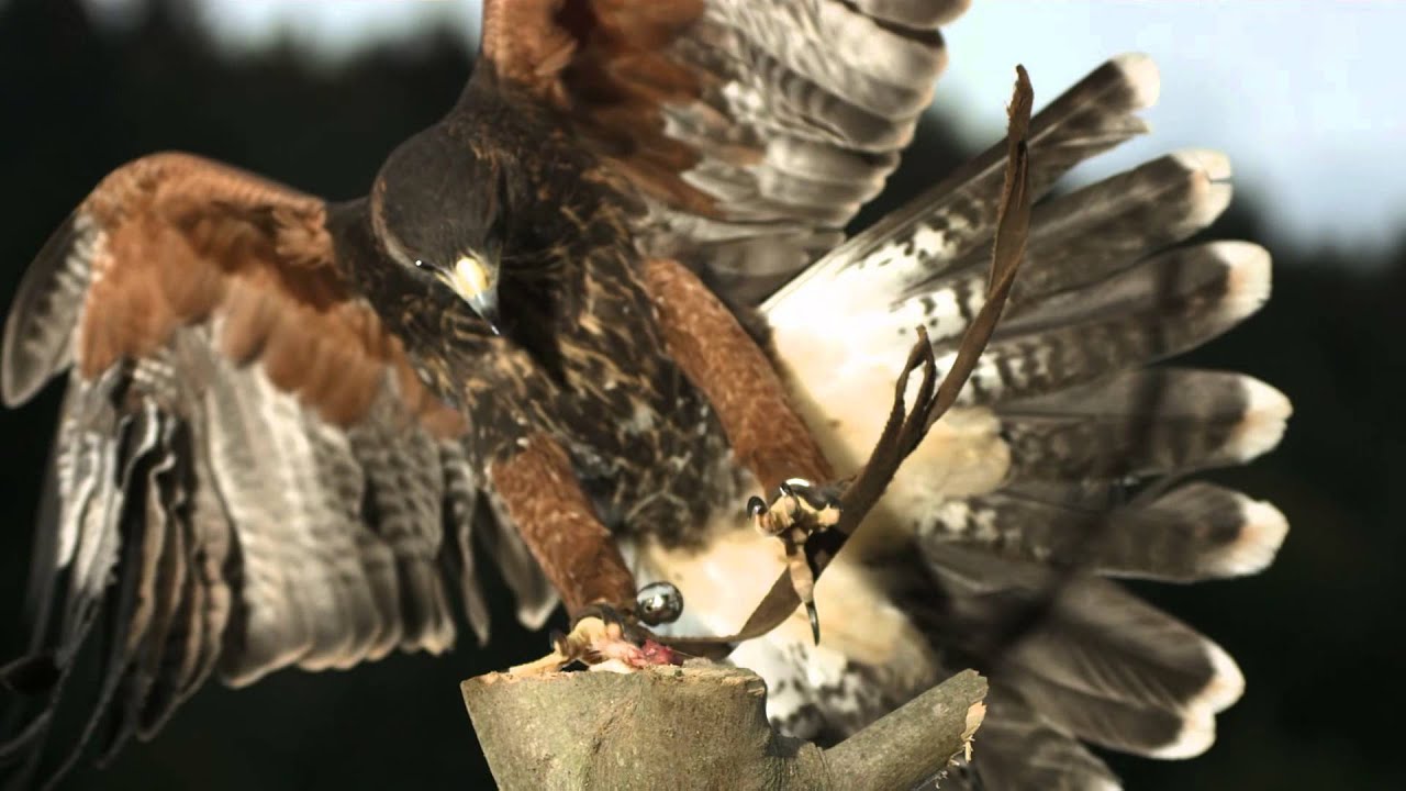 Anti-Turbulence System Inspired By Birds | RMIT University