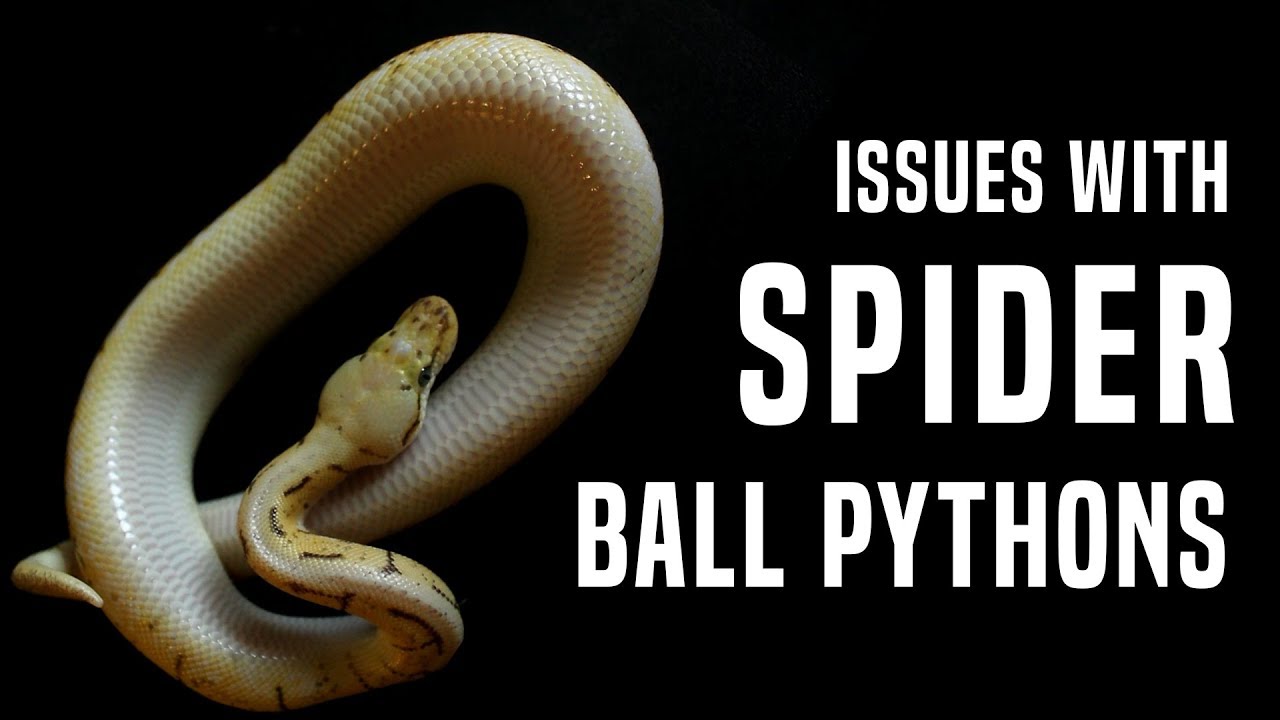 Spider Ball Python: Why it Needs to STOP (Neurological Issues)