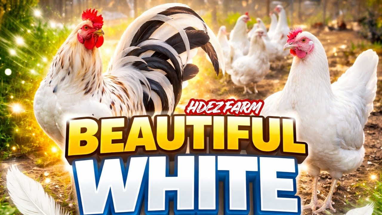 Beautiful Huge White 💯 Feeding Time Shape Outdoor Chicken Coop Big Farm USA