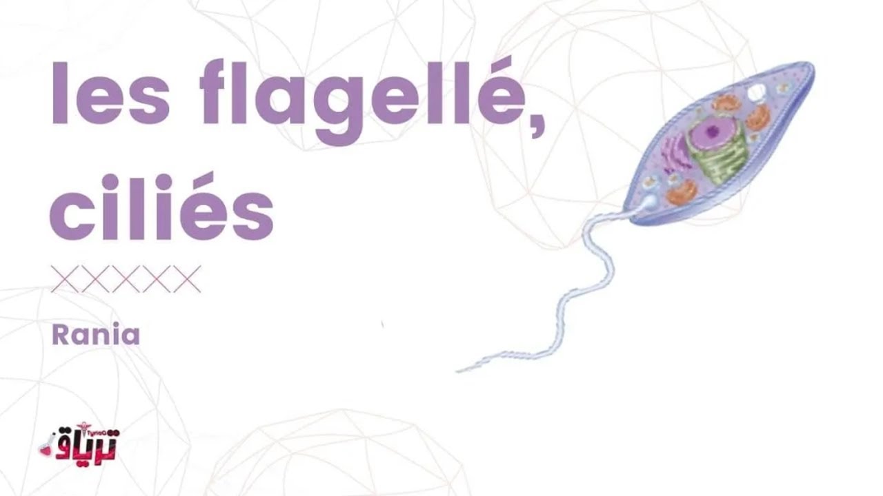 #Parasitologie - flagellé intestinaux et urogénitaux, ciliés - par : rania