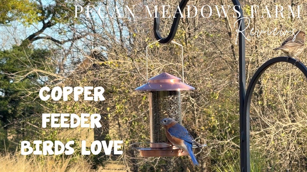 iBorn Metal Bird Feeder Review | Squirrel-Proof, Easy-Clean Design & Backyard Feeding Test