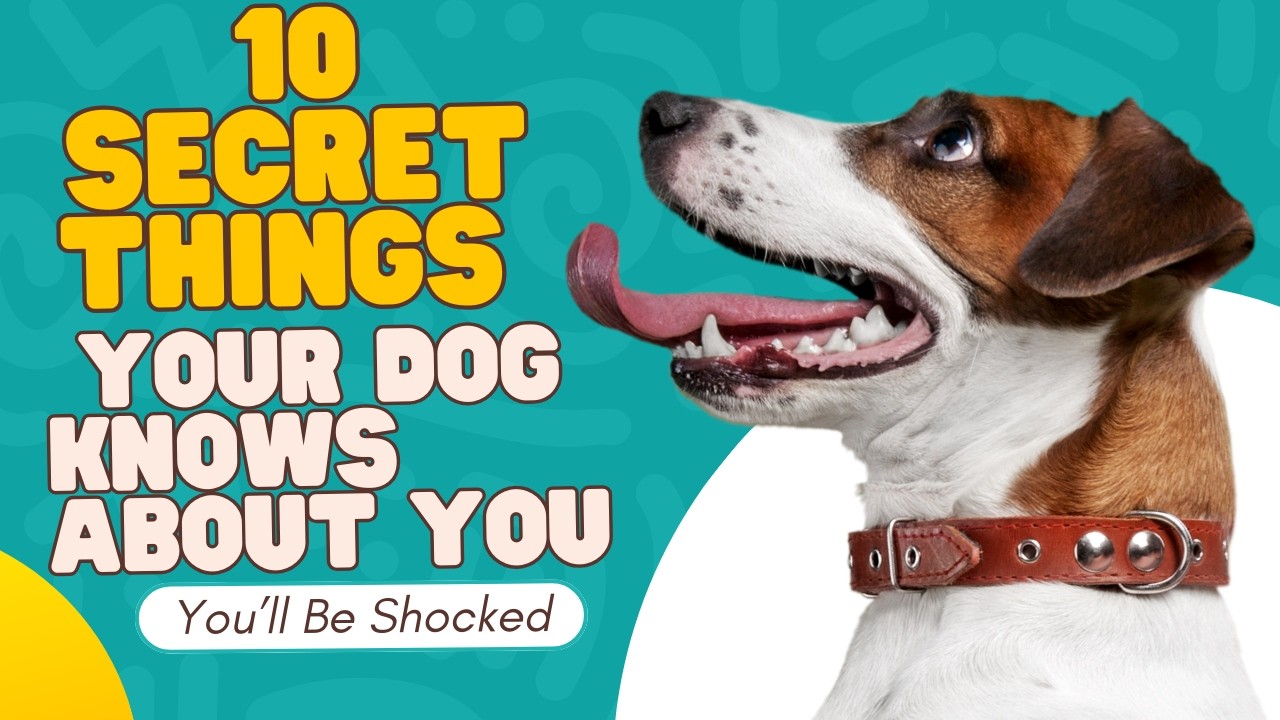 10 SECRET Things Your Dog KNOWS About You 😱 You’ll Be Shocked