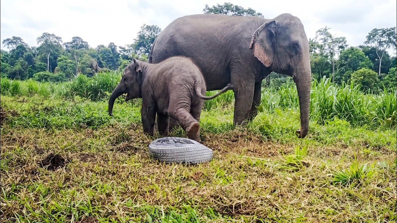 Watch Until the End: Baby Elephant Gets Bored of His Toy!