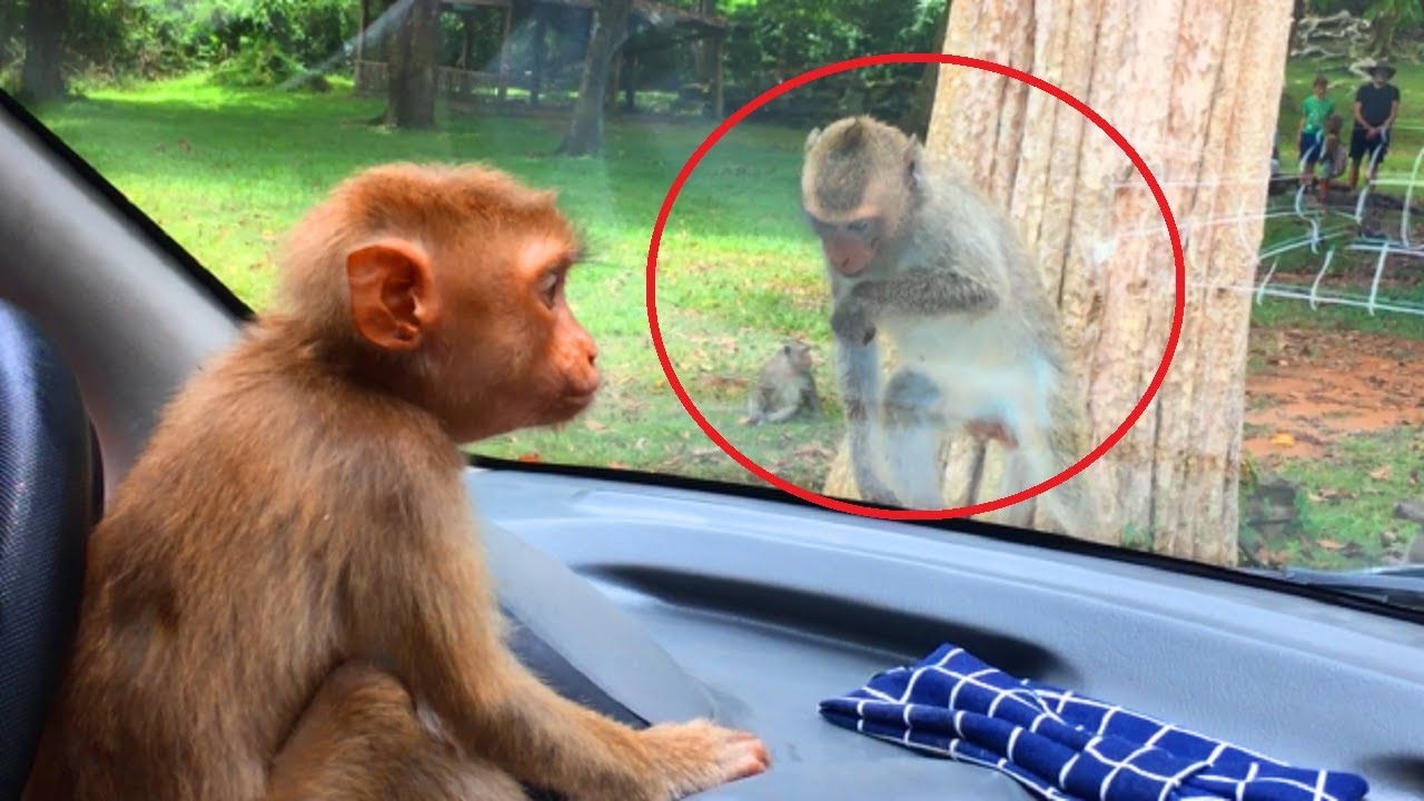 Very Happy Seeing! Rose is Fee and Staying With Pigtail, Rose Crying When Seeing Pigtail Monkeys