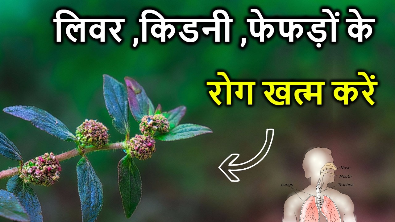अस्थमा ,डायबिटीज में फायदेमंद |आयुर्वेद की चमत्कारी जड़ी-बूटी बड़ी दुधी Asthma Plant