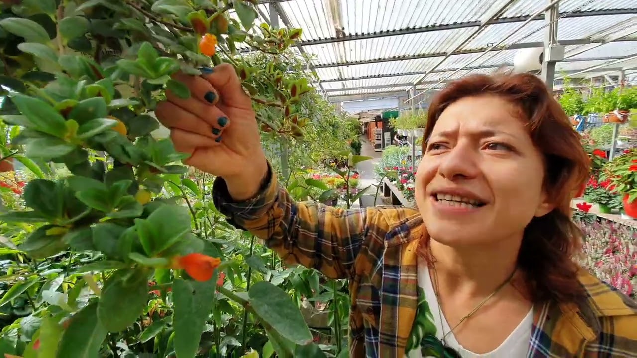 Come curare la pianta dei PESCIOLINI ROSSI