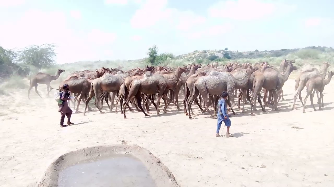 Hungry Camels going to the jungle for eating grass | camels life