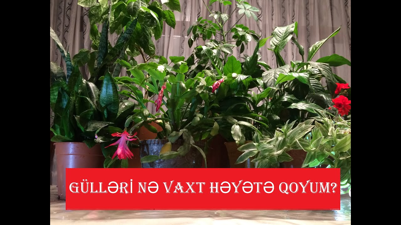 Ev güllərini nə vaxt çölə qoyaq?