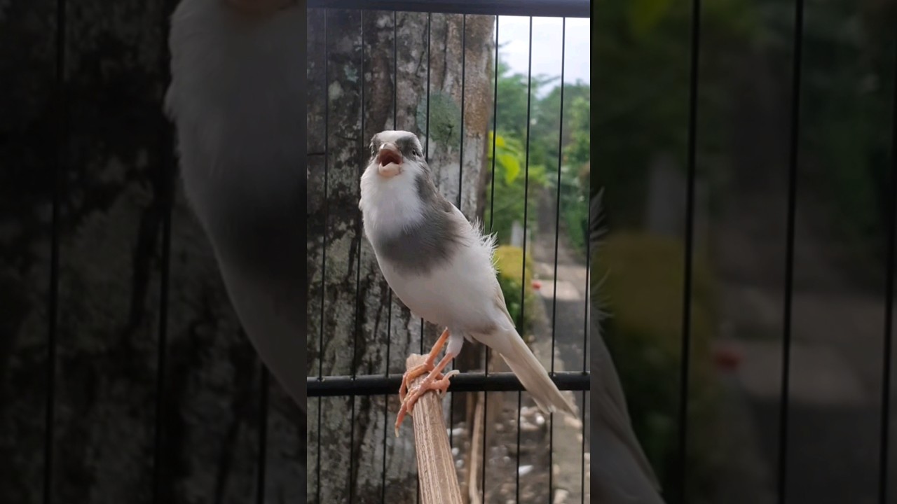 KENARI PANDA GACOR CENGKOK ISTIMEWA | SRNT CANARY 