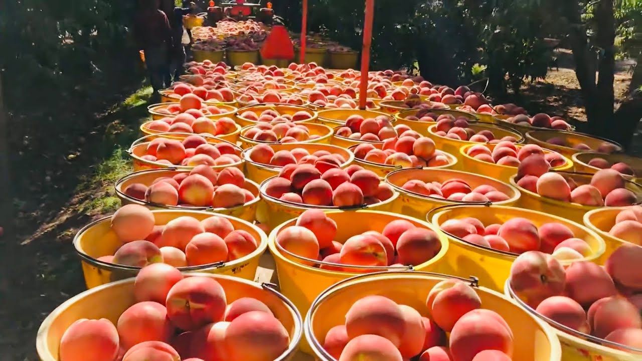 COSECHANDO LA MEJOR CALIDAD DE NECTARINE 🍑 EN SANGER CA /HARVESTING NECTARINES