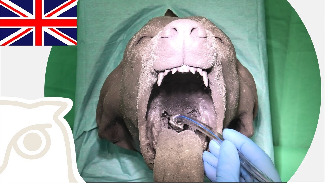 CSL: Intubation of Dogs and Cats