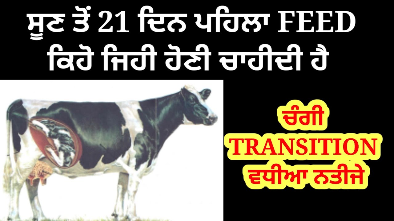 best Transition feed formula for dairy cows 🙏💎💯