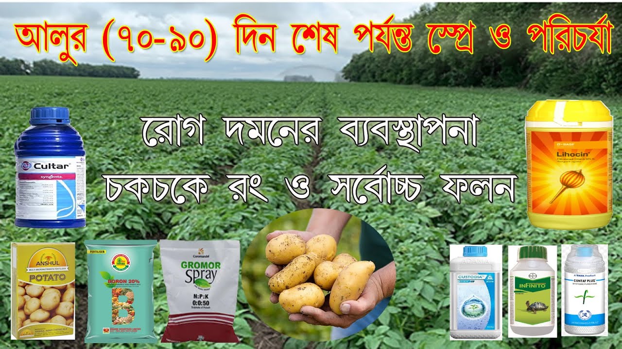 আলুর  শেষ স্প্রে-দ্রুত বড় ও চকচকে করুন। গাছের রোগ দমন PGR/NPK/ fungicide আলুর ৭০-৯০ দিনের পরিচর্যা