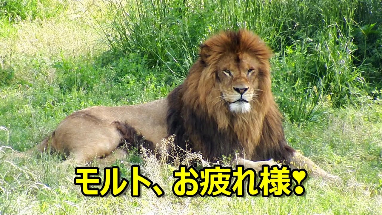 モルト、お疲れ様！　〜 Lion (ライオン)〜　～ 多摩動物公園 ～
