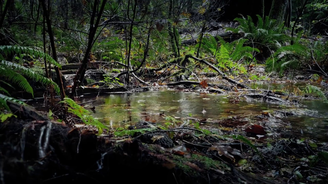 Relaxing Rain in a Forest 💦 with Soft Thunder | Sleep, Study & Tinnitus Relief 🌧️