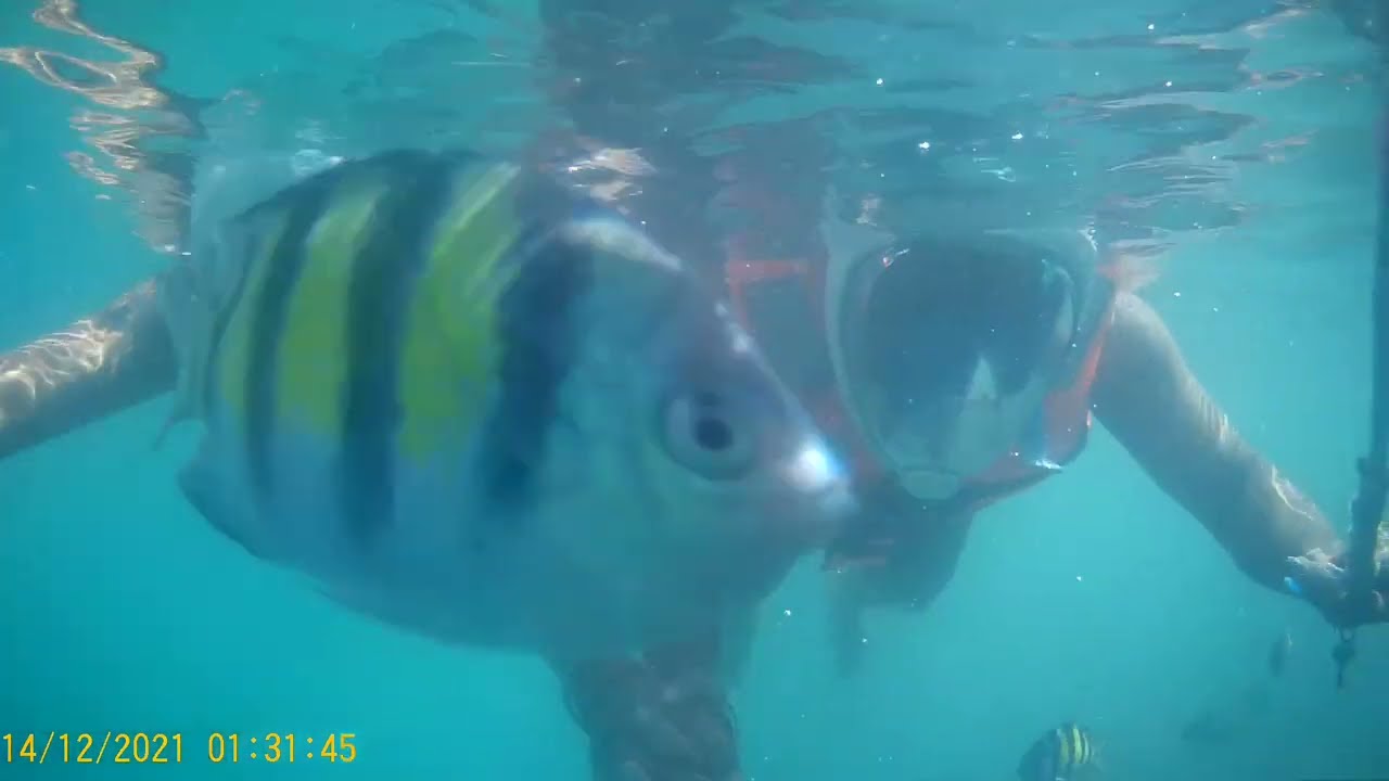 Snorkeling 🤿 in andman Nicobar Islands 