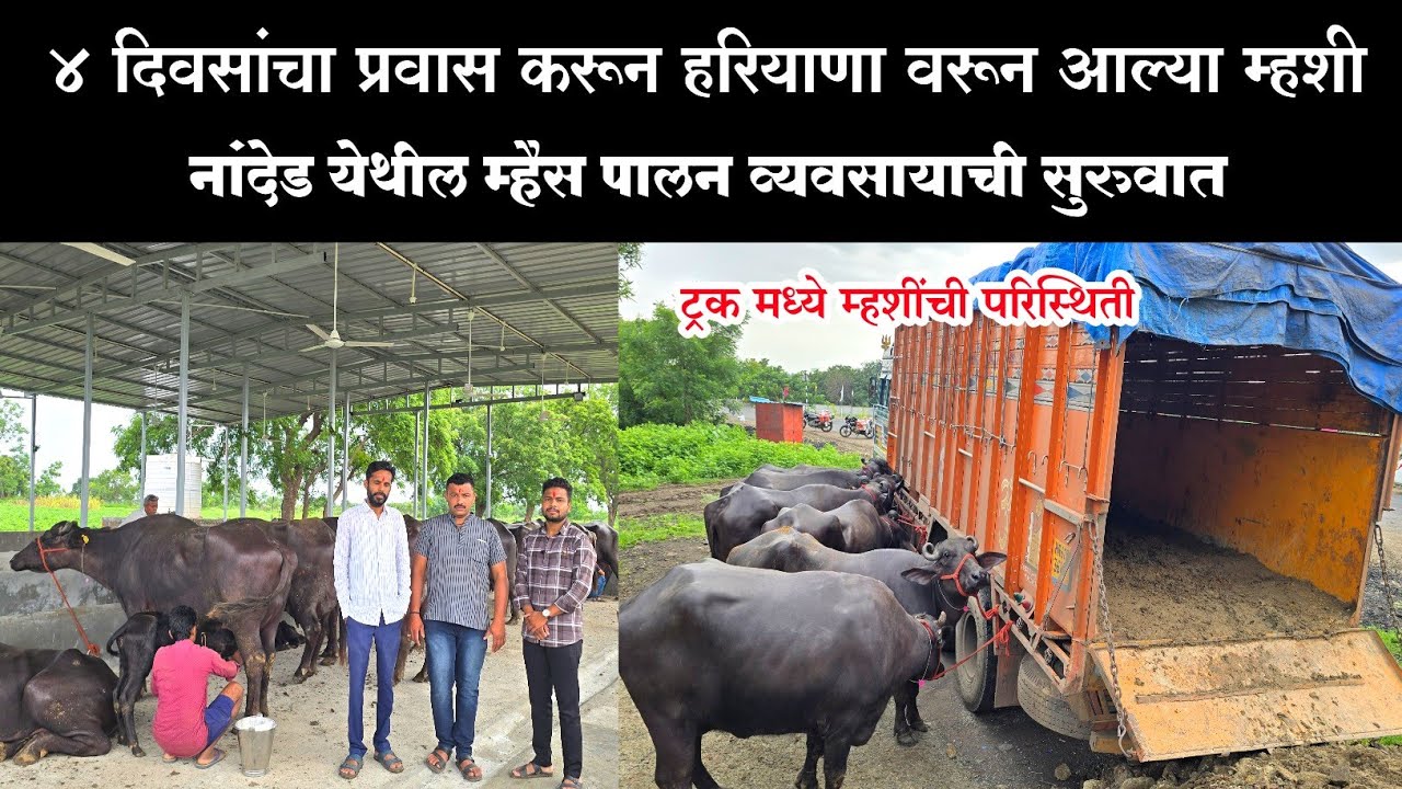 ४ दिवसांचा प्रवास करून हरियाणा वरून आल्या म्हशी | नांदेड येथील म्हैस पालन व्यवसायाची सुरुवात 