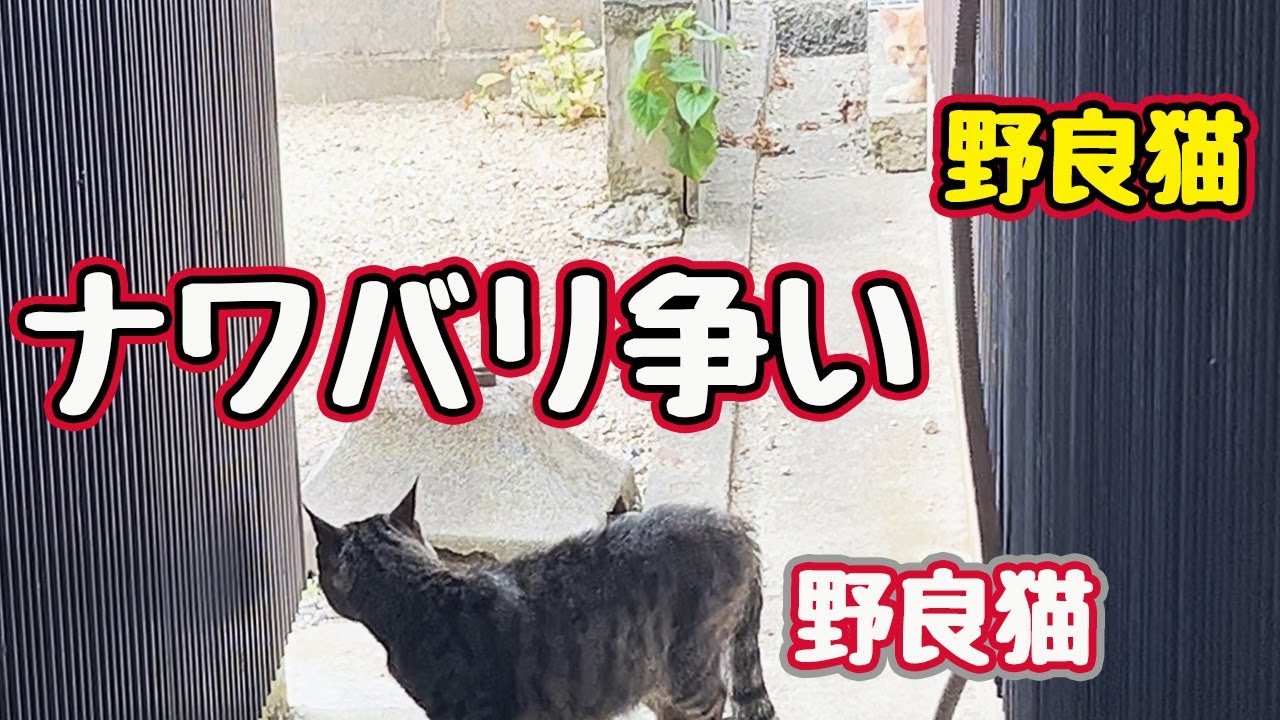 人の家で何やってんの…【野良猫】