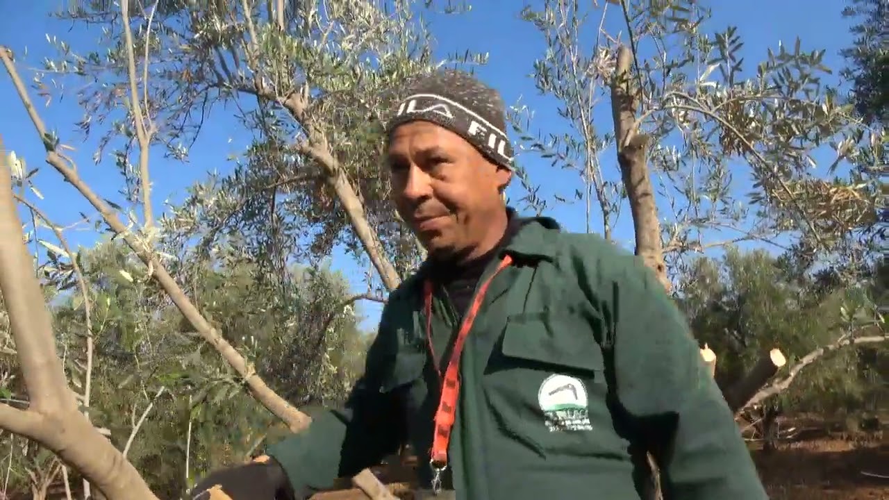 فرق بين تشبيب كلي وجزئي لأشجار الزيتون من منطقة قلعة سراغنة
